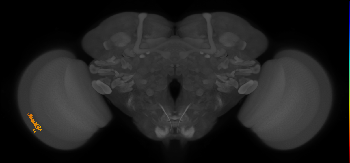 Cm3_L (MaleCNS:165811)