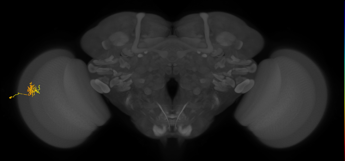 Cm3_L (MaleCNS:72900)