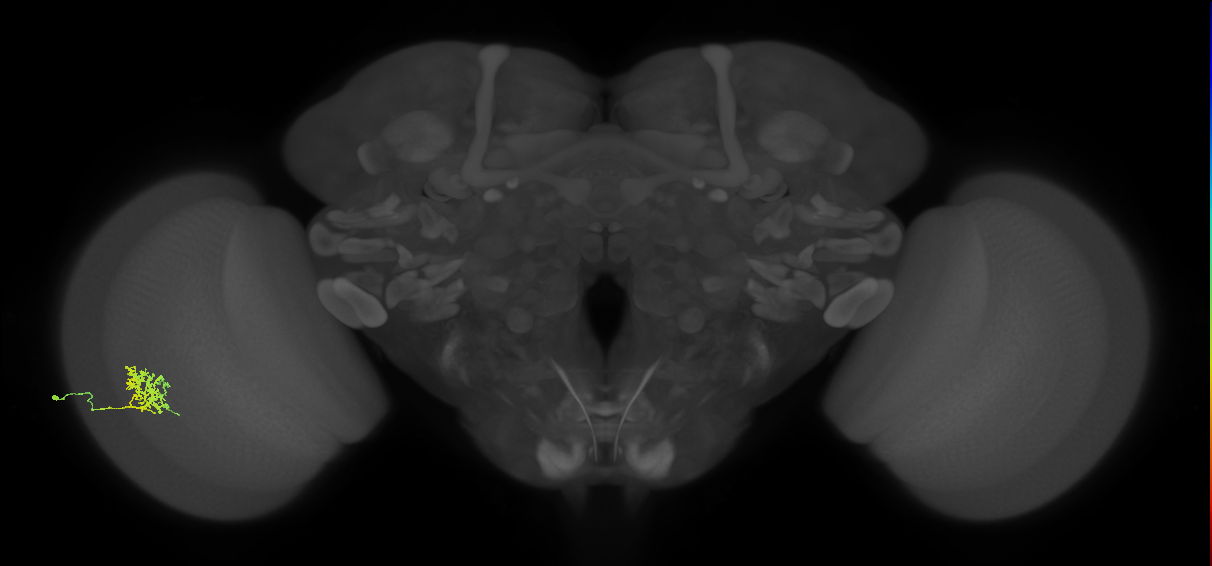 Cm3_L (MaleCNS:517823)