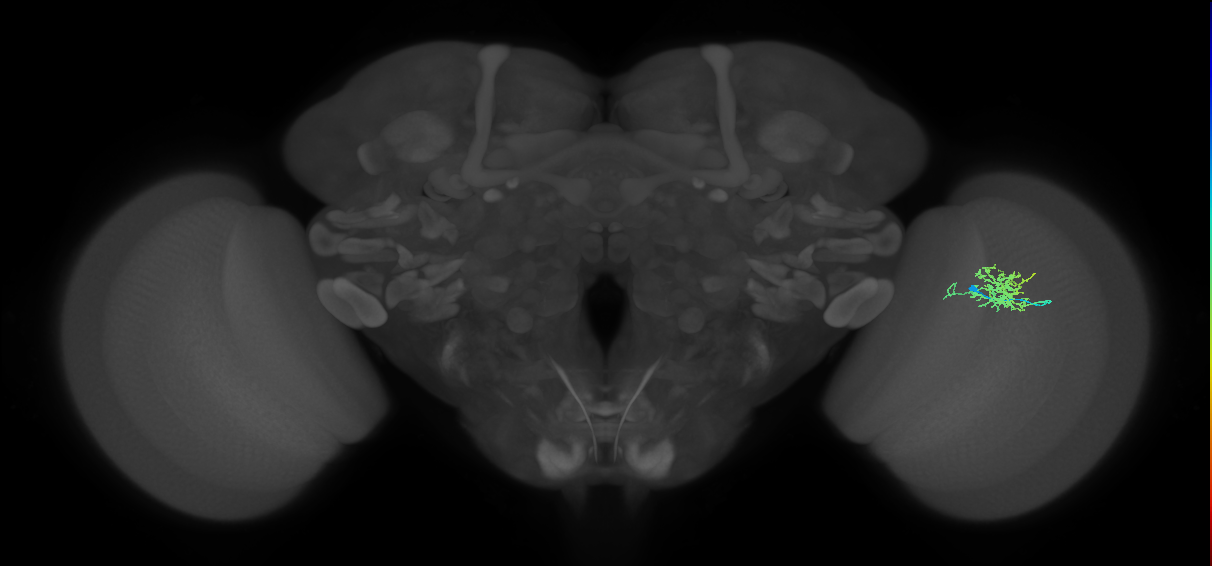 Cm3_R (MaleCNS:82302)