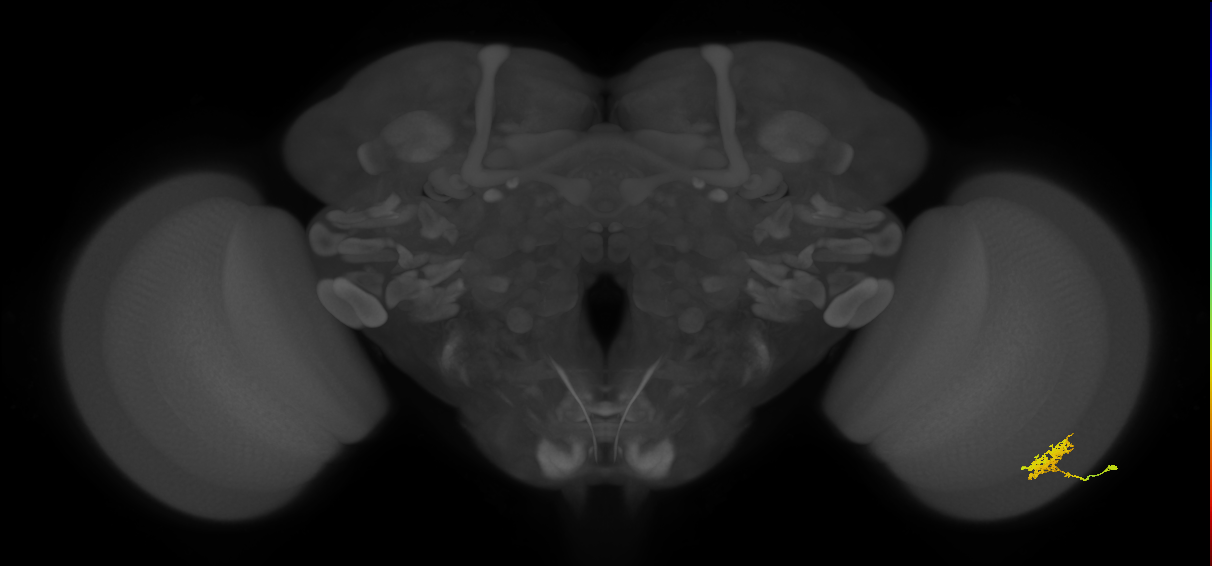 Cm3_R (MaleCNS:69699)