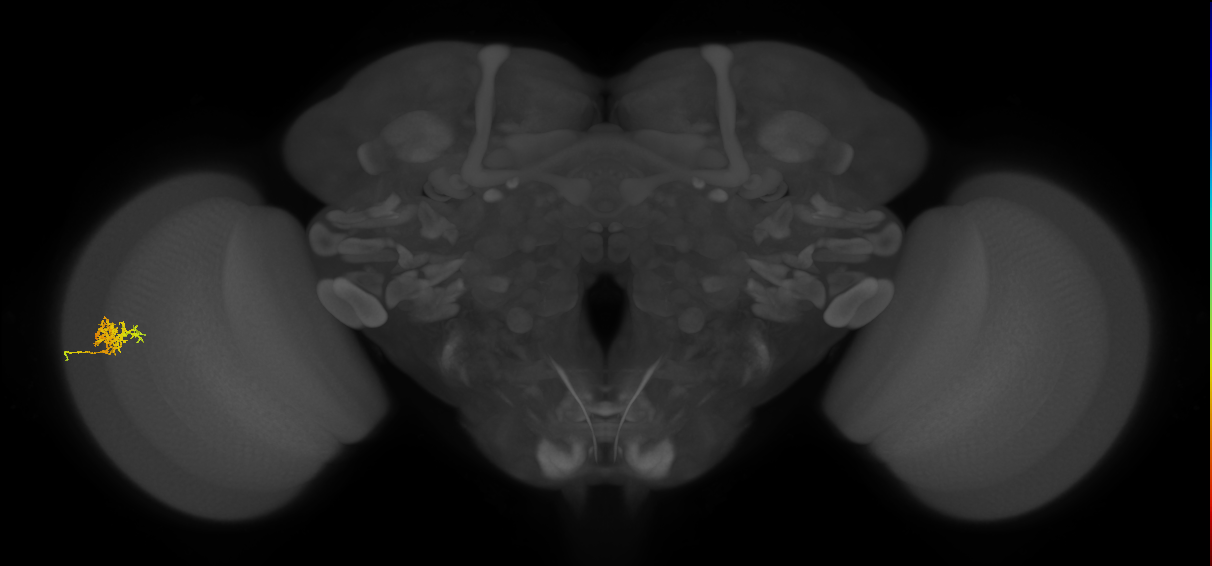 Cm3_L (MaleCNS:534926)