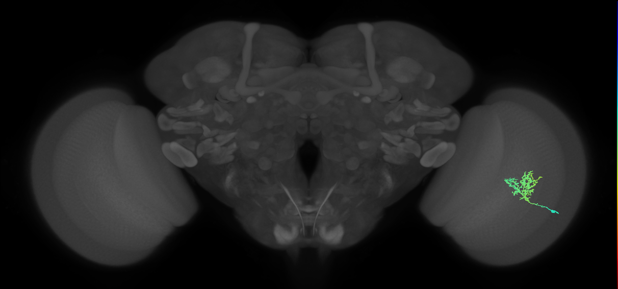 Cm3_R (MaleCNS:61211)