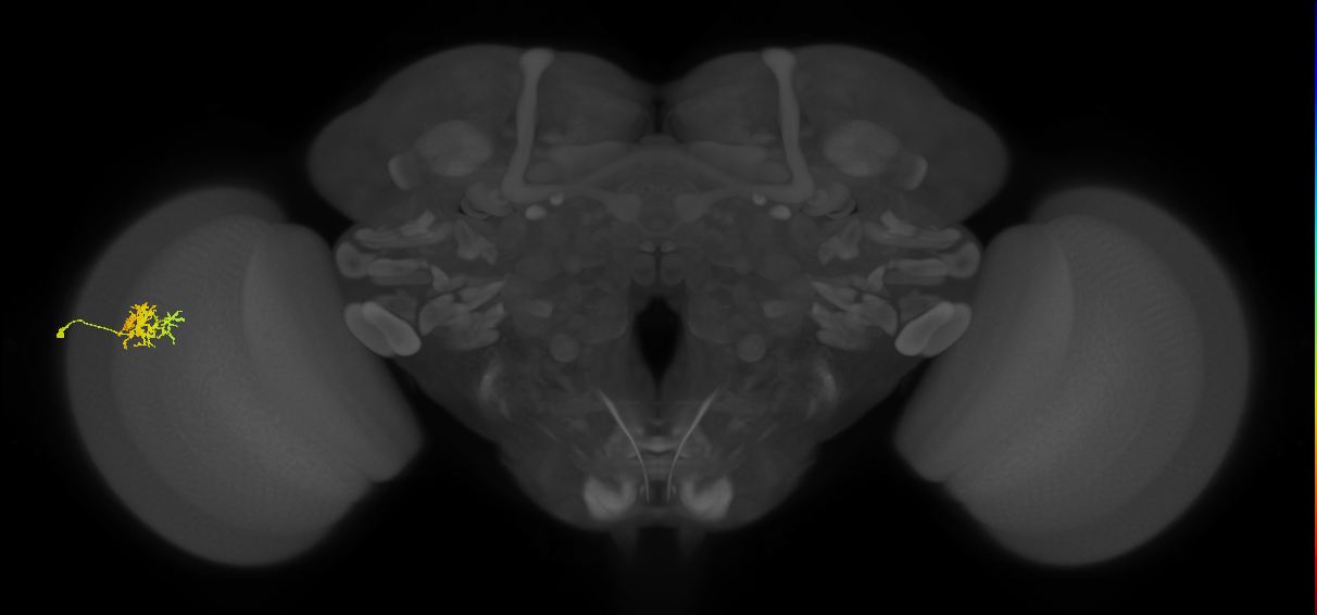 Cm3_L (MaleCNS:65748)
