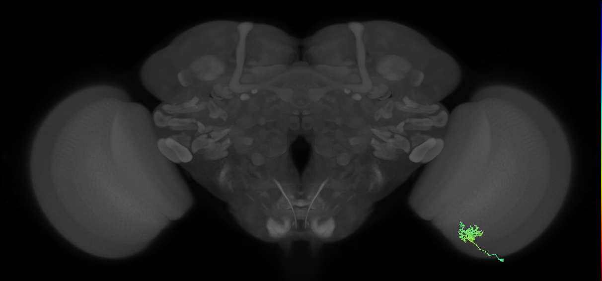 Cm3_R (MaleCNS:174734)