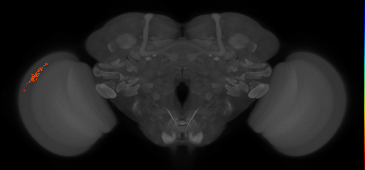 Cm3_L (MaleCNS:542755)