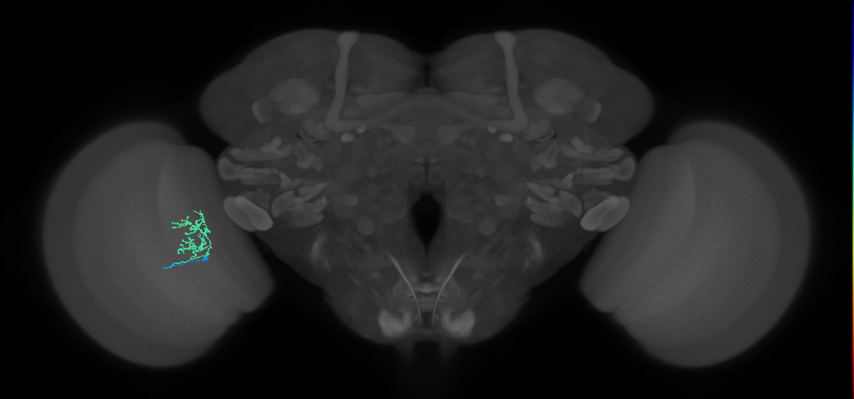 Cm3_L (MaleCNS:534075)