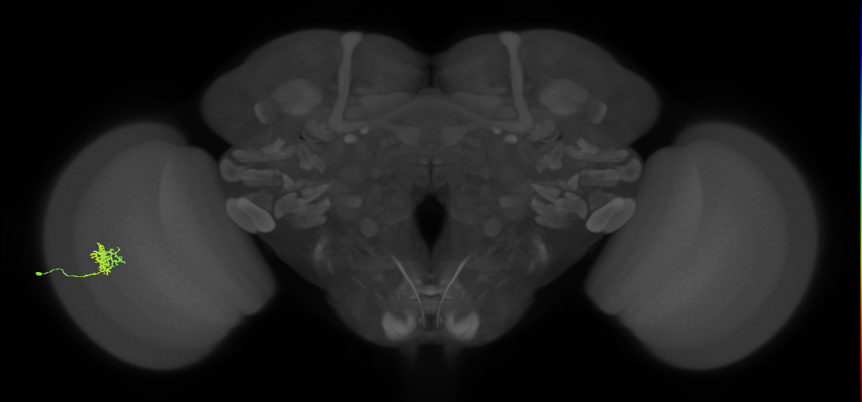 Cm3_L (MaleCNS:124721)