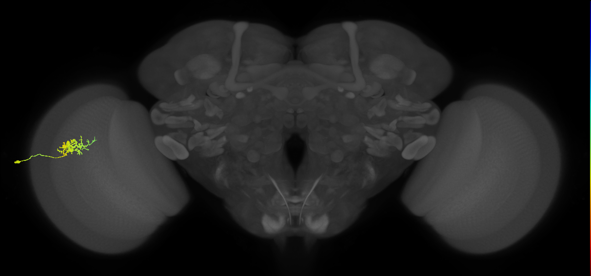 Cm3_L (MaleCNS:65668)