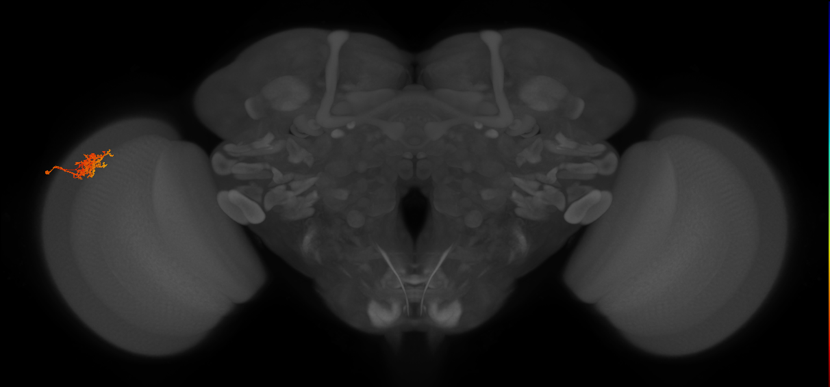 Cm3_L (MaleCNS:534364)