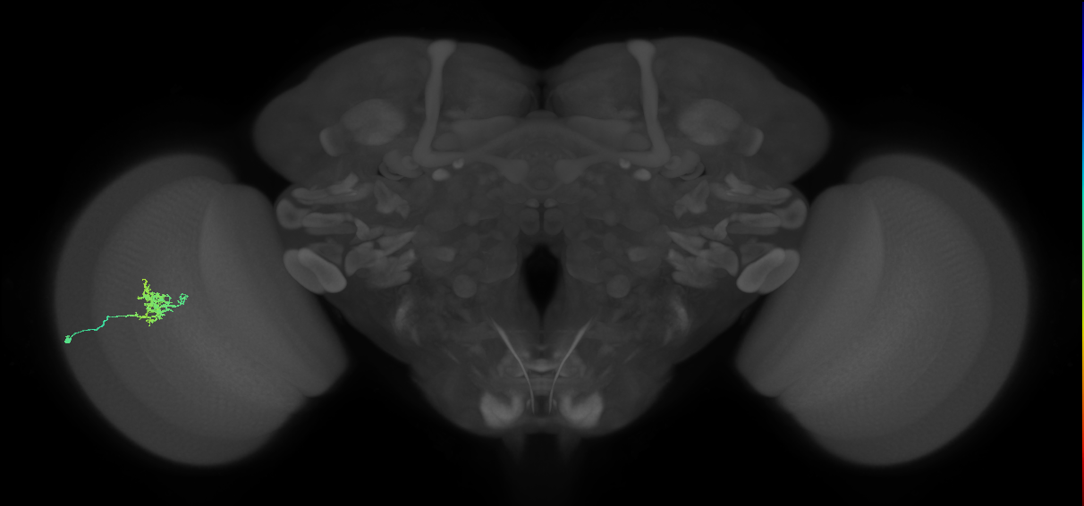 Cm3_L (MaleCNS:82485)