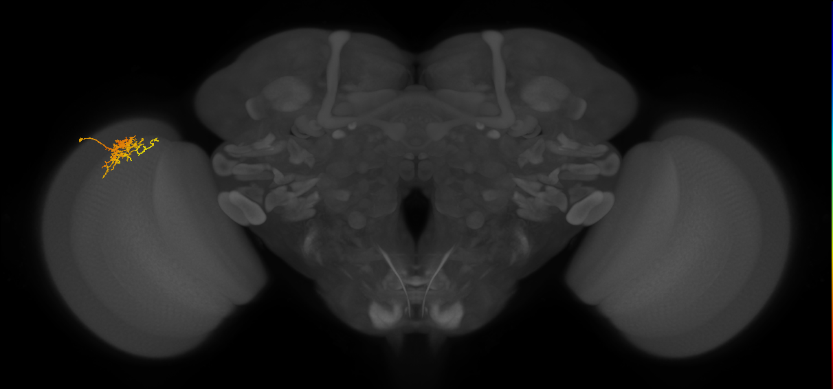 Cm3_L (MaleCNS:526841)