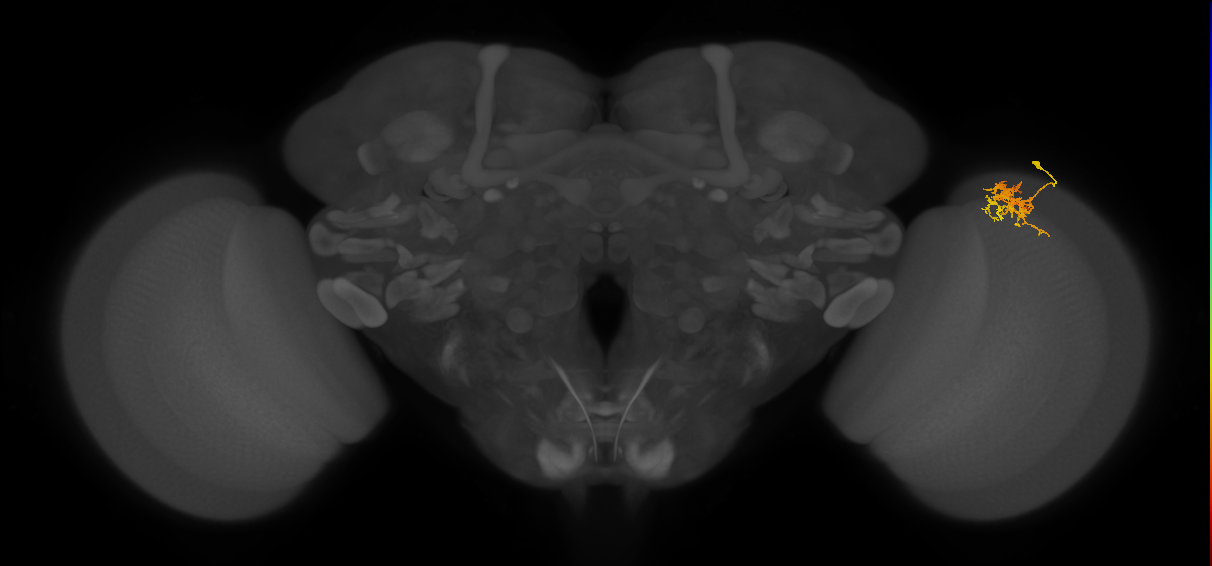 Cm3_R (MaleCNS:73816)