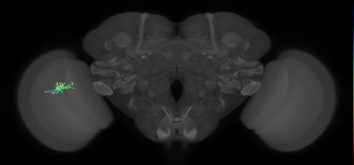 Cm3_L (MaleCNS:83359)