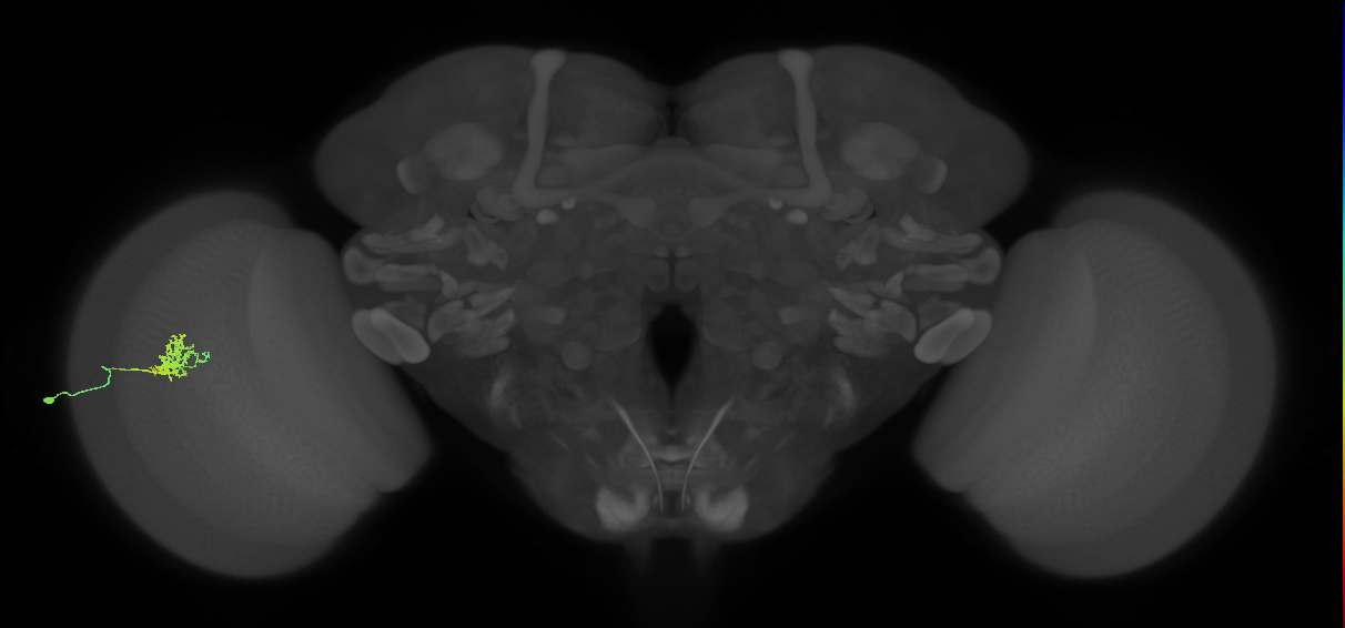 Cm3_L (MaleCNS:545859)