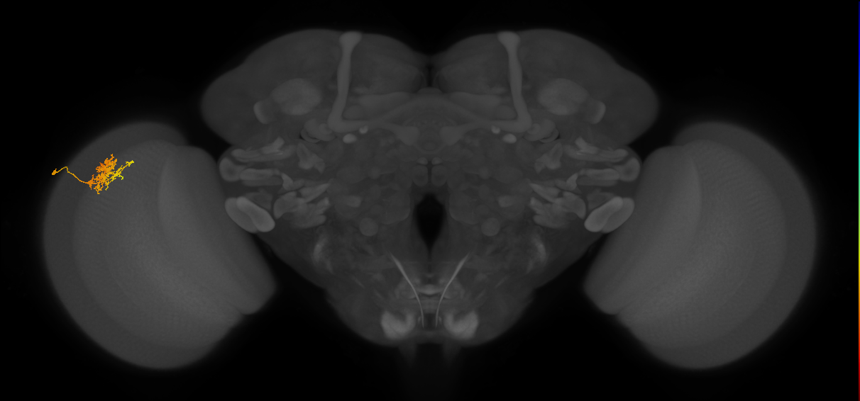 Cm3_L (MaleCNS:58503)