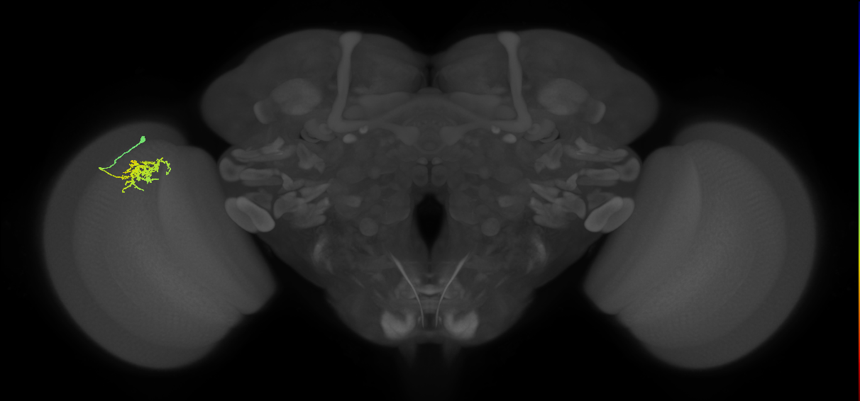 Cm3_L (MaleCNS:40692)