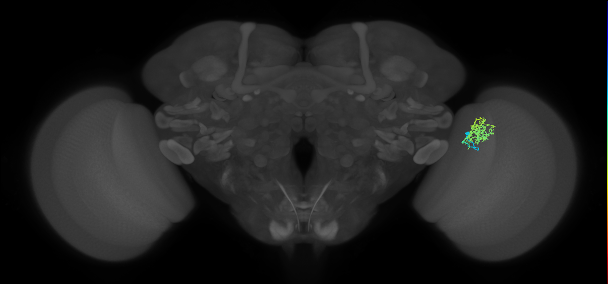 Cm3_R (MaleCNS:74013)