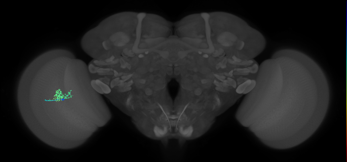 Cm3_L (MaleCNS:116100)