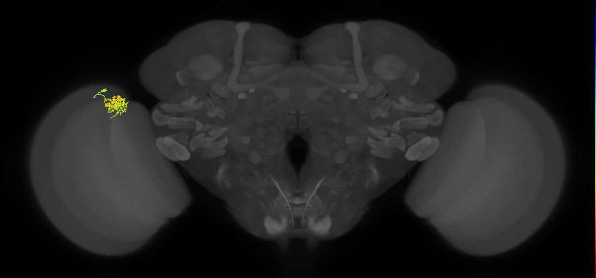 Cm3_L (MaleCNS:71551)