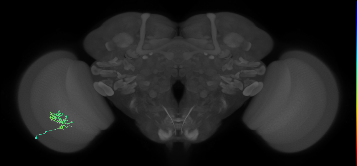 Cm3_L (MaleCNS:151151)