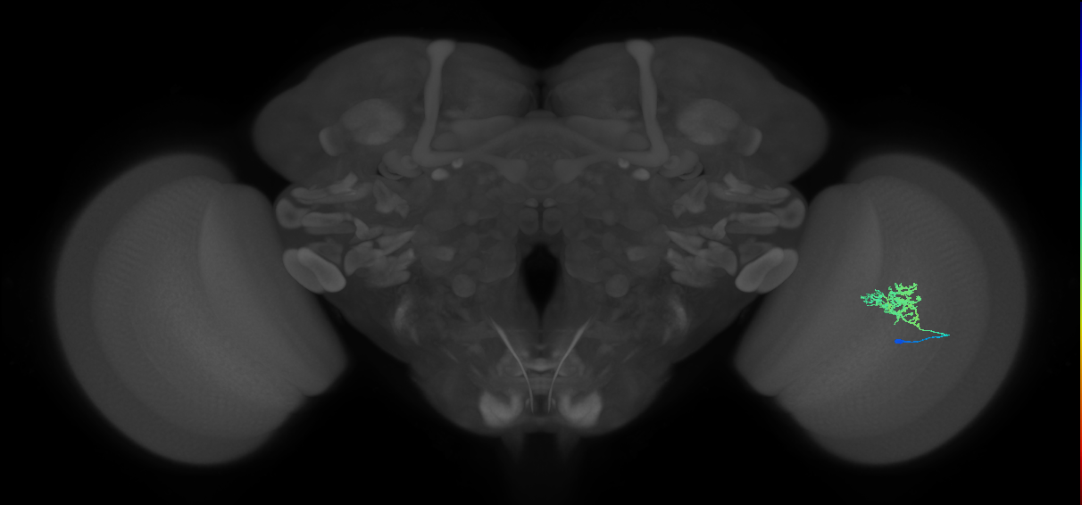 Cm3_R (MaleCNS:67467)