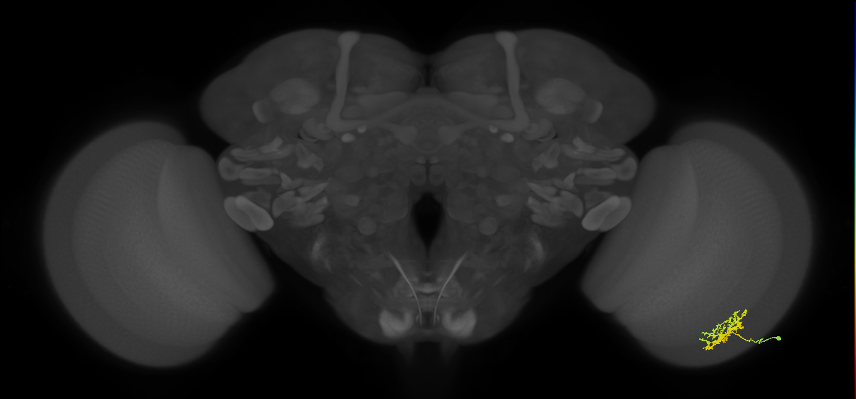 Cm3_R (MaleCNS:66323)