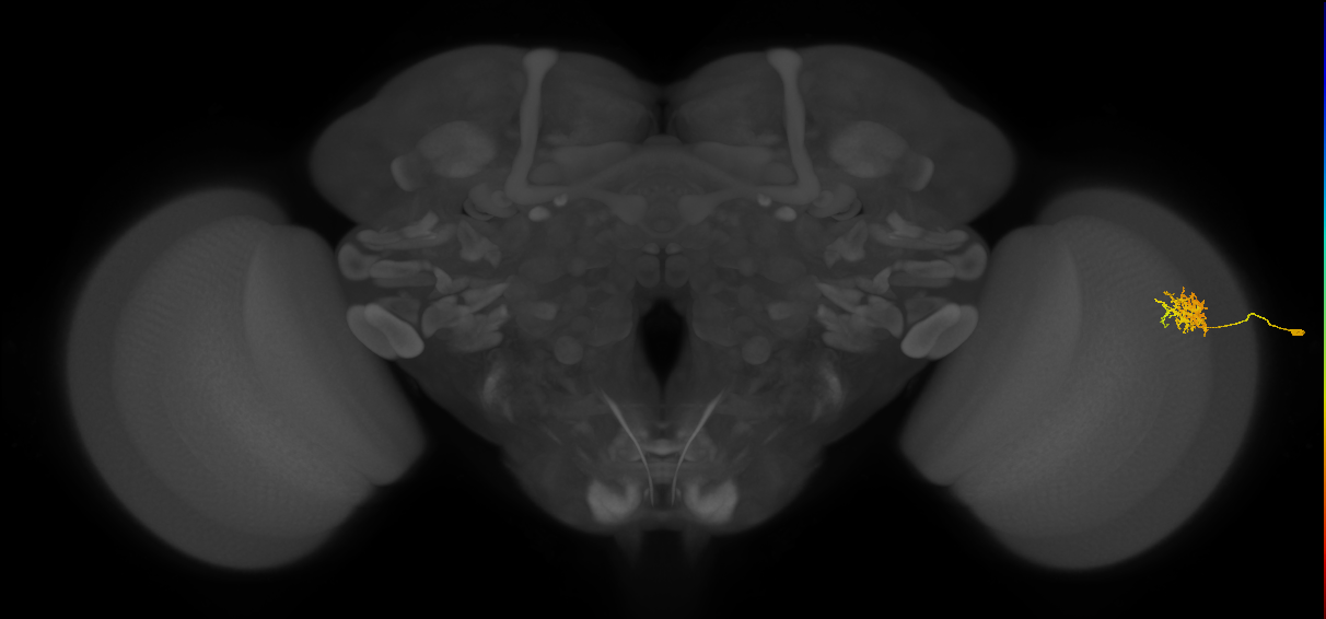 Cm3_R (MaleCNS:63488)
