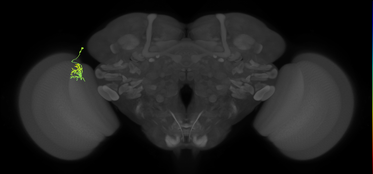 Cm3_L (MaleCNS:97625)