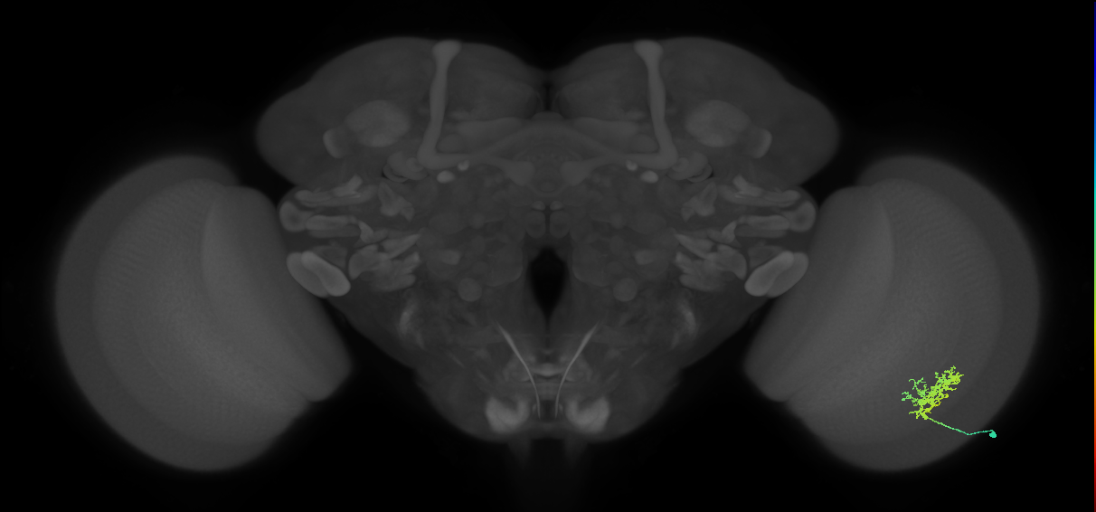 Cm3_R (MaleCNS:56394)