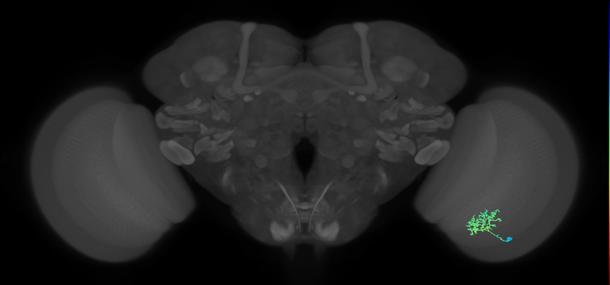 Cm3_R (MaleCNS:67655)