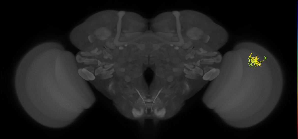 Cm3_R (MaleCNS:50284)