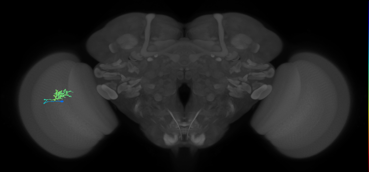 Cm3_L (MaleCNS:546701)