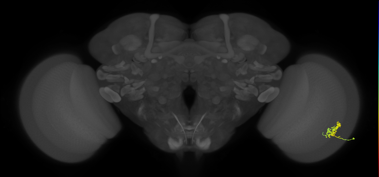 Cm3_R (MaleCNS:554808)