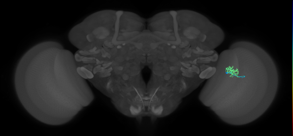 Cm3_R (MaleCNS:86636)