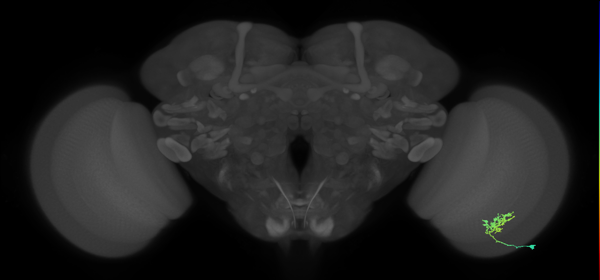 Cm3_R (MaleCNS:61379)