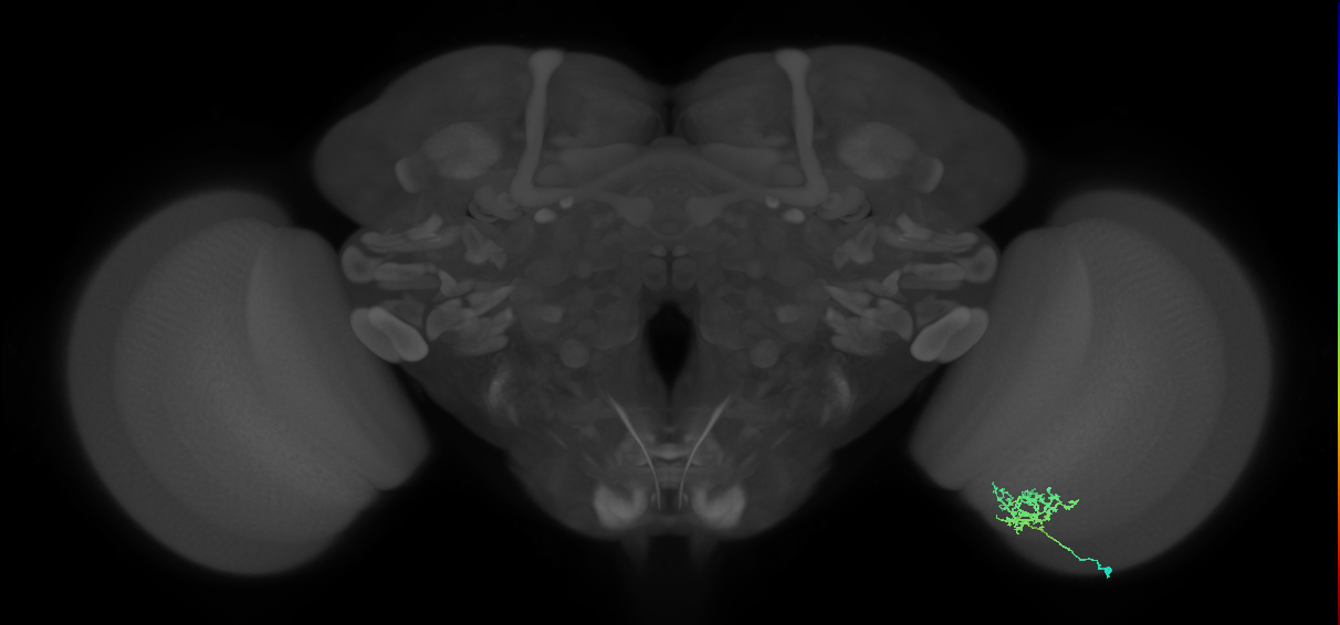 Cm3_R (MaleCNS:75512)