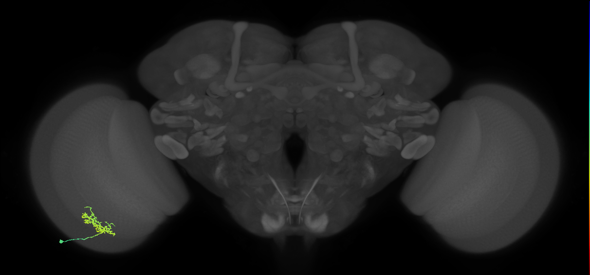 Cm3_L (MaleCNS:62243)