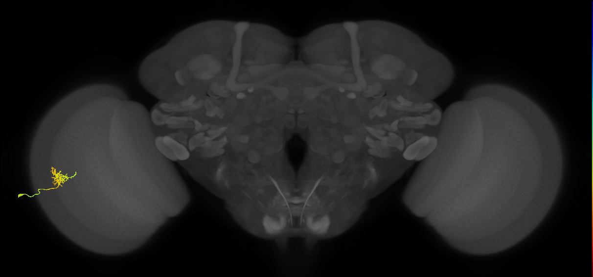 Cm3_L (MaleCNS:107270)