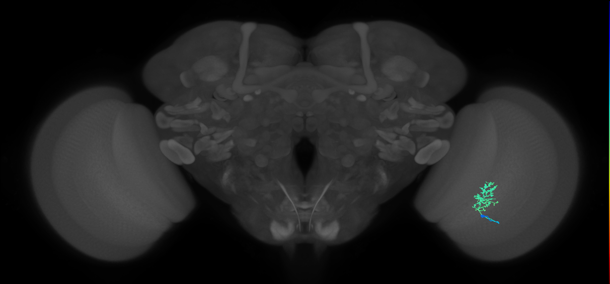 Cm3_R (MaleCNS:87054)