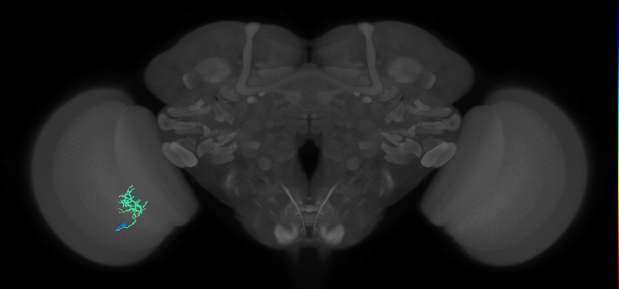 Cm3_L (MaleCNS:128413)