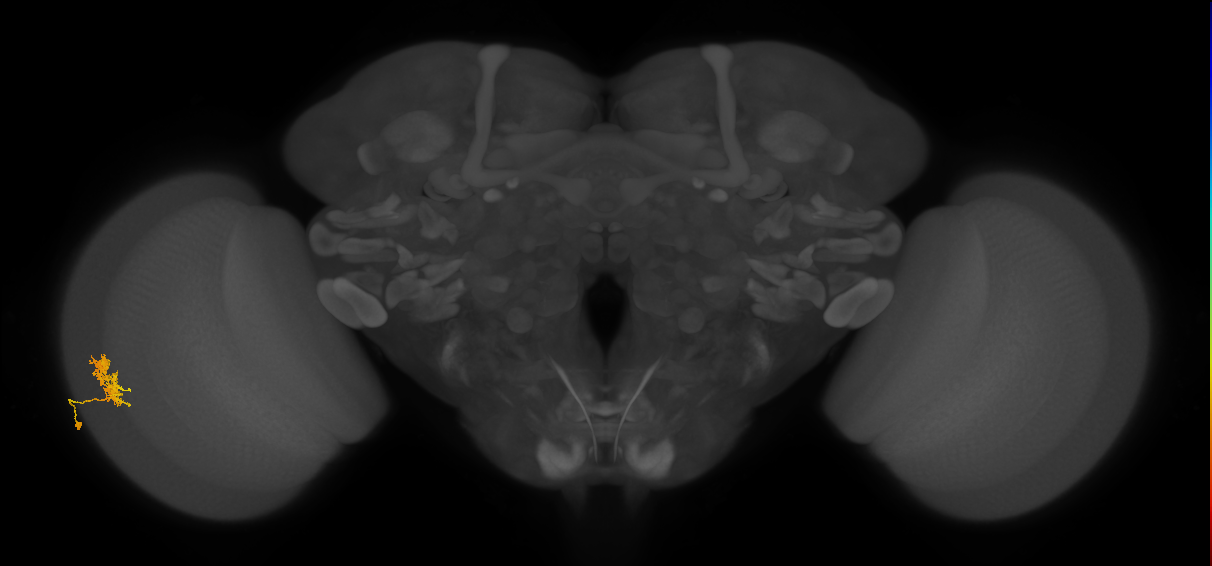 Cm3_L (MaleCNS:530626)
