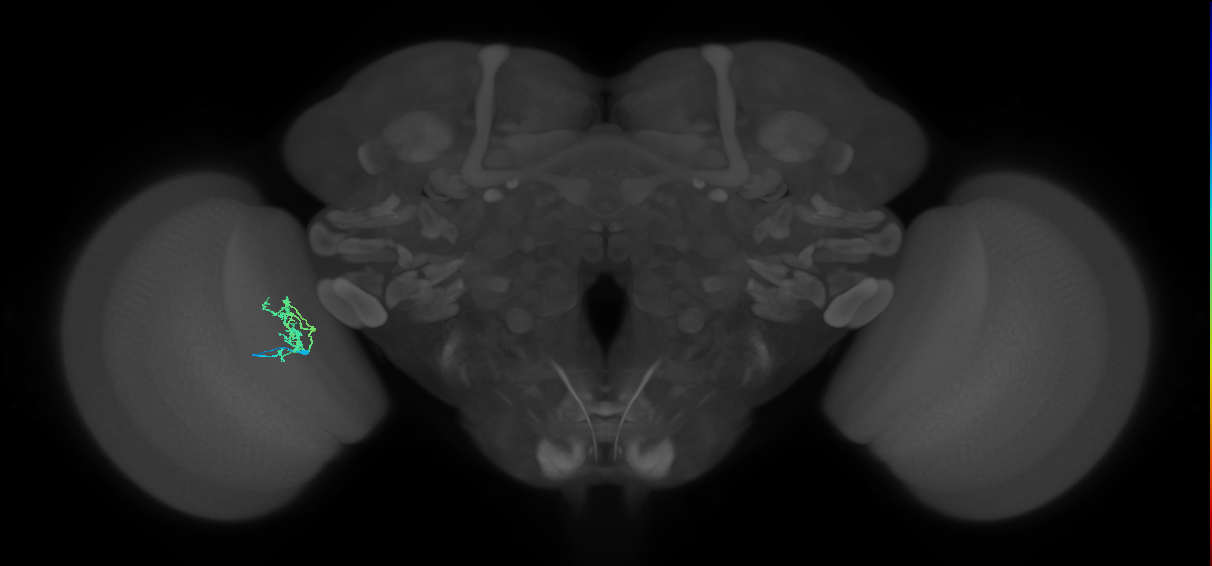 Cm3_L (MaleCNS:174265)