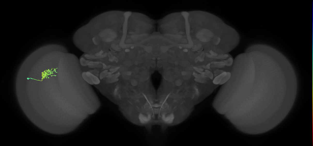 Cm3_L (MaleCNS:542053)