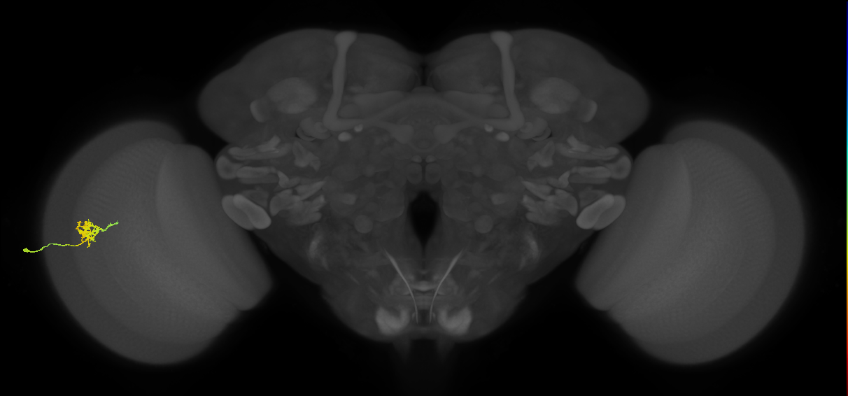 Cm3_L (MaleCNS:79823)
