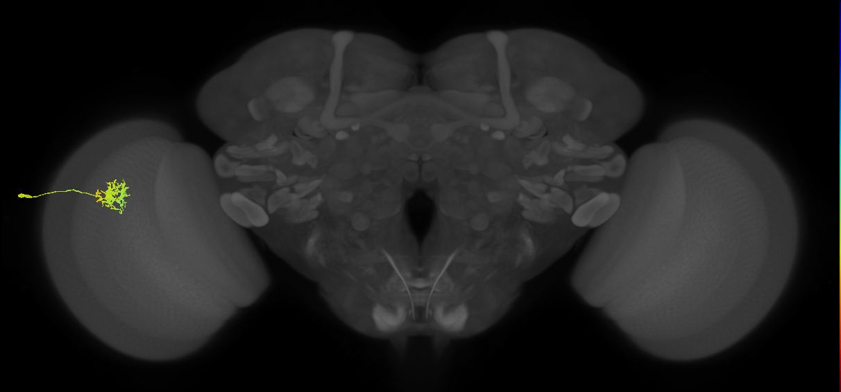 Cm3_L (MaleCNS:37768)