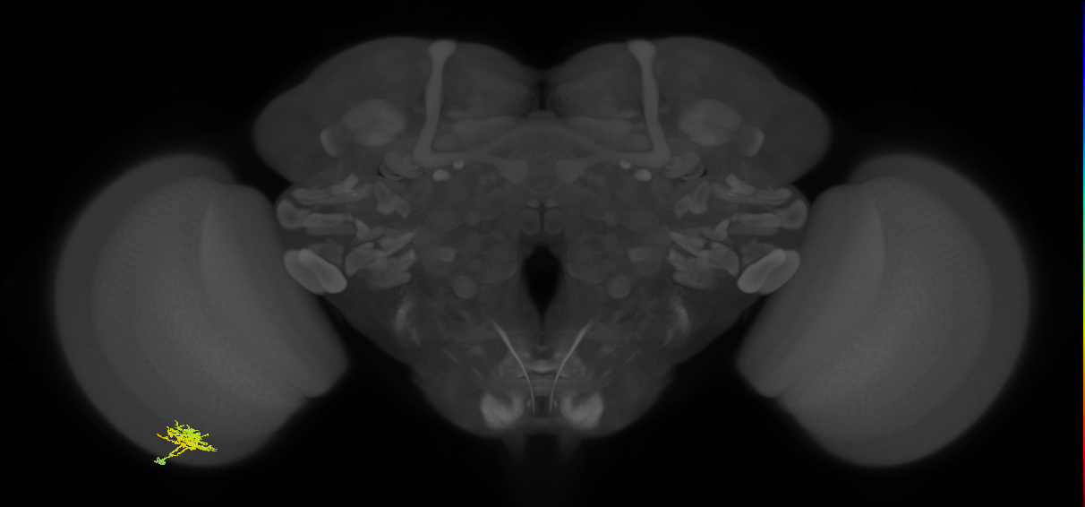 Cm3_L (MaleCNS:530932)