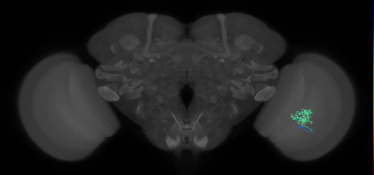 Cm3_R (MaleCNS:63272)