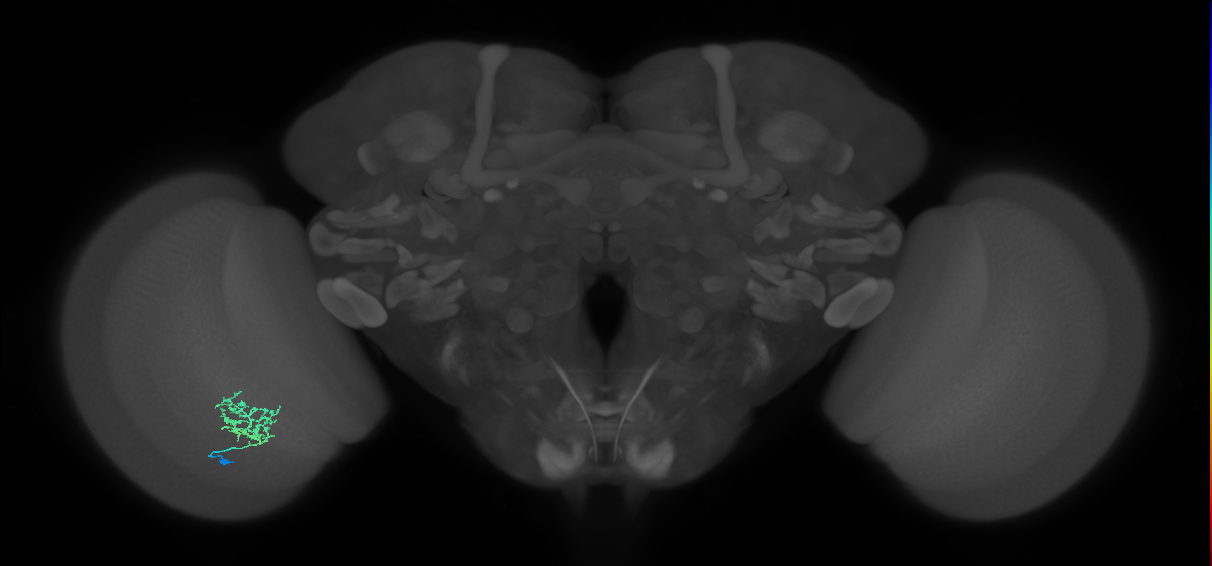 Cm3_L (MaleCNS:74574)