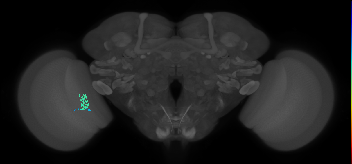 Cm3_L (MaleCNS:92822)